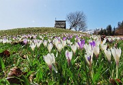 Spettacolo di fiori ai prati della Pigolotta di Valtorta-12apr24  - FOTOGALLERY